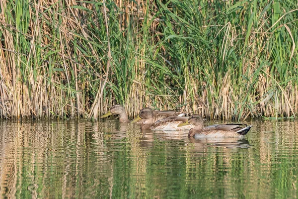 청둥오리 이미지 연못에서 수영의 — 스톡 사진