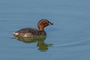 Küçük batağan, dabchick olarak da bilinir. Koyu kuş suda yüzüyor