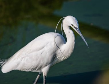 Egretta Garzetta su portresi. Orta renk arka plan, yatay imge