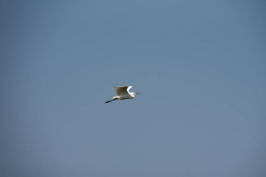 Küçük ak balıkçıl, orta boy beyaz kuş mavi gökyüzünde güneşli bir günde, yatay görüntü uçar.