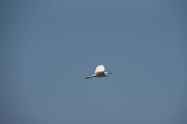 Küçük ak balıkçıl, orta boy beyaz kuş mavi gökyüzünde güneşli bir günde, yatay görüntü uçar.