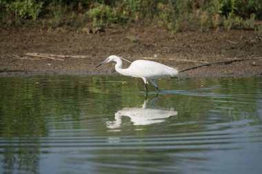 Egretta Garzetta su portresi. Orta renk arka plan, yatay imge