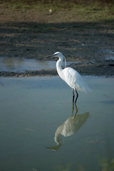 Retrato Egretta Garzetta Água Fundo Cor Média Imagem Horizontal — Fotografia de Stock