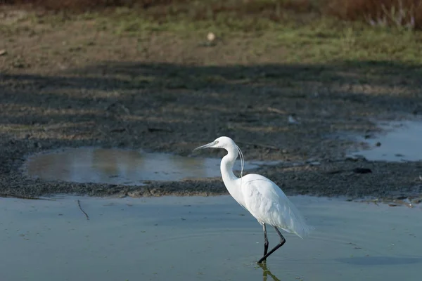 Portrét Egretta Garzetta Vodě Střední Barvu Pozadí Obrázek Vodorovná — Stock fotografie