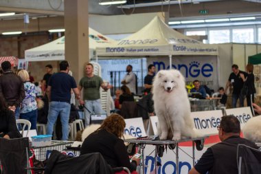 Bergamo, İtalya - 14 Ekim 2018: Chıuduno kasaba safkan köpekler otuz beşinci sergisi gerçekleşti. Sabah oturumunda, yargı Kategoriler yarışın. Brambilla Simone canlı haber fotoğrafçı