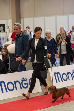 Bergamo, İtalya - 14 Ekim 2018: Chıuduno kasaba safkan köpekler otuz beşinci sergisi gerçekleşti. Sabah oturumunda, yargı Kategoriler yarışın. Brambilla Simone canlı haber fotoğrafçı