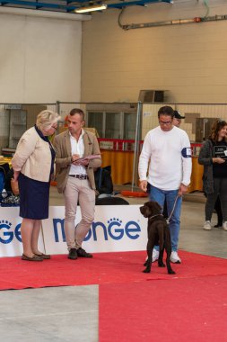 Bergamo, İtalya - 14 Ekim 2018: Chıuduno kasaba safkan köpekler otuz beşinci sergisi gerçekleşti. Sabah oturumunda, yargı Kategoriler yarışın. Brambilla Simone canlı haber fotoğrafçı