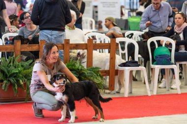 Bergamo, İtalya - 14 Ekim 2018: Chıuduno kasaba safkan köpekler otuz beşinci sergisi gerçekleşti. Sabah oturumunda, yargı Kategoriler yarışın. Brambilla Simone canlı haber fotoğrafçı