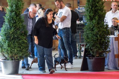 Bergamo, İtalya - 14 Ekim 2018: Chıuduno kasaba safkan köpekler otuz beşinci sergisi gerçekleşti. Sabah oturumunda, yargı Kategoriler yarışın. Brambilla Simone canlı haber fotoğrafçı