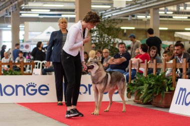 Bergamo, İtalya - 14 Ekim 2018: Chıuduno kasaba safkan köpekler otuz beşinci sergisi gerçekleşti. Sabah oturumunda, yargı Kategoriler yarışın. Brambilla Simone canlı haber fotoğrafçı