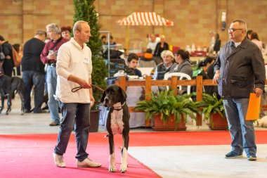 Bergamo, İtalya - 14 Ekim 2018: Chıuduno kasaba safkan köpekler otuz beşinci sergisi gerçekleşti. Sabah oturumunda, yargı Kategoriler yarışın. Brambilla Simone canlı haber fotoğrafçı
