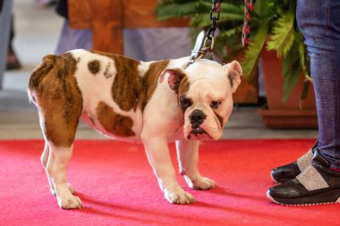 Bergamo, İtalya - 14 Ekim 2018: Chıuduno kasaba safkan köpekler otuz beşinci sergisi gerçekleşti. Sabah oturumunda, yargı Kategoriler yarışın. Brambilla Simone canlı haber fotoğrafçı