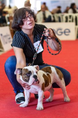 Bergamo, İtalya - 14 Ekim 2018: Chıuduno kasaba safkan köpekler otuz beşinci sergisi gerçekleşti. Sabah oturumunda, yargı Kategoriler yarışın. Brambilla Simone canlı haber fotoğrafçı
