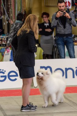 Bergamo, İtalya - 14 Ekim 2018: Chıuduno kasaba safkan köpekler otuz beşinci sergisi gerçekleşti. Sabah oturumunda, yargı Kategoriler yarışın. Brambilla Simone canlı haber fotoğrafçı