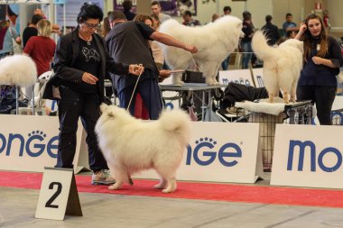 Bergamo, İtalya - 14 Ekim 2018: Chıuduno kasaba safkan köpekler otuz beşinci sergisi gerçekleşti. Sabah oturumunda, yargı Kategoriler yarışın. Brambilla Simone canlı haber fotoğrafçı