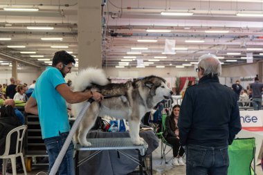 Bergamo, İtalya - 14 Ekim 2018: Chıuduno kasaba safkan köpekler otuz beşinci sergisi gerçekleşti. Sabah oturumunda, bazı konularda hazırlanması. Brambilla Simone canlı haber fotoğrafçı