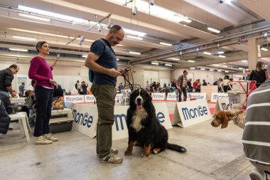 Bergamo, İtalya - 14 Ekim 2018: Chıuduno kasaba safkan köpekler otuz beşinci sergisi gerçekleşti. Sabah oturumunda, bazı konularda hazırlanması. Brambilla Simone canlı haber fotoğrafçı