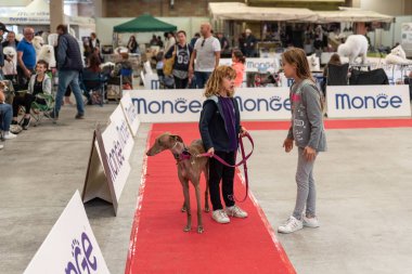 Bergamo, İtalya - 14 Ekim 2018: Chıuduno kasaba safkan köpekler otuz beşinci sergisi gerçekleşti. Sabah oturumunda, bazı konularda hazırlanması. Brambilla Simone canlı haber fotoğrafçı