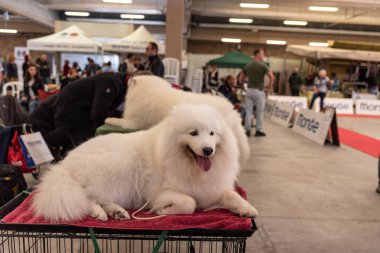 Bergamo, İtalya - 14 Ekim 2018: Chıuduno kasaba safkan köpekler otuz beşinci sergisi gerçekleşti. Sabah oturumunda, bazı konularda hazırlanması. Brambilla Simone canlı haber fotoğrafçı