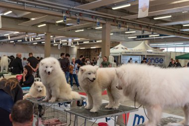Bergamo, İtalya - 14 Ekim 2018: Chıuduno kasaba safkan köpekler otuz beşinci sergisi gerçekleşti. Sabah oturumunda, yargı Kategoriler yarışın. Brambilla Simone canlı haber fotoğrafçı