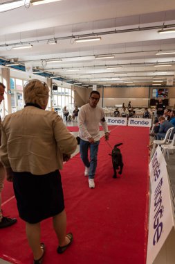 Bergamo, İtalya - 14 Ekim 2018: Chıuduno kasaba safkan köpekler otuz beşinci sergisi gerçekleşti. Sabah oturumunda, yargı Kategoriler yarışın. Brambilla Simone canlı haber fotoğrafçı