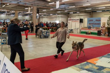 Bergamo, İtalya - 14 Ekim 2018: Chıuduno kasaba safkan köpekler otuz beşinci sergisi gerçekleşti. Sabah oturumunda, yargı Kategoriler yarışın. Brambilla Simone canlı haber fotoğrafçı