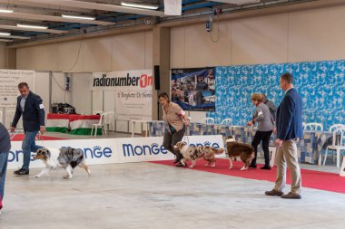 Bergamo, İtalya - 14 Ekim 2018: Chıuduno kasaba safkan köpekler otuz beşinci sergisi gerçekleşti. Sabah oturumunda, yargı Kategoriler yarışın. Brambilla Simone canlı haber fotoğrafçı
