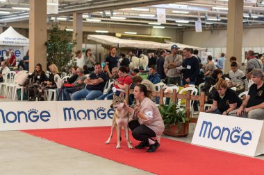 Bergamo, İtalya - 14 Ekim 2018: Chıuduno kasaba safkan köpekler otuz beşinci sergisi gerçekleşti. Sabah oturumunda, yargı Kategoriler yarışın. Brambilla Simone canlı haber fotoğrafçı