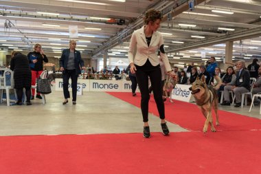 Bergamo, İtalya - 14 Ekim 2018: Chıuduno kasaba safkan köpekler otuz beşinci sergisi gerçekleşti. Sabah oturumunda, yargı Kategoriler yarışın. Brambilla Simone canlı haber fotoğrafçı