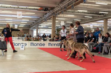 Bergamo, İtalya - 14 Ekim 2018: Chıuduno kasaba safkan köpekler otuz beşinci sergisi gerçekleşti. Sabah oturumunda, yargı Kategoriler yarışın. Brambilla Simone canlı haber fotoğrafçı