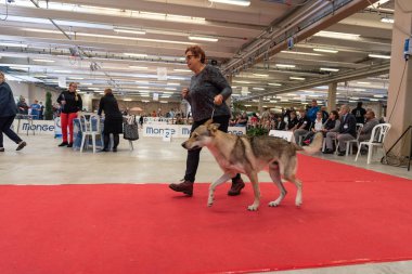 Bergamo, İtalya - 14 Ekim 2018: Chıuduno kasaba safkan köpekler otuz beşinci sergisi gerçekleşti. Sabah oturumunda, yargı Kategoriler yarışın. Brambilla Simone canlı haber fotoğrafçı