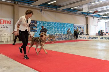 Bergamo, İtalya - 14 Ekim 2018: Chıuduno kasaba safkan köpekler otuz beşinci sergisi gerçekleşti. Sabah oturumunda, yargı Kategoriler yarışın. Brambilla Simone canlı haber fotoğrafçı