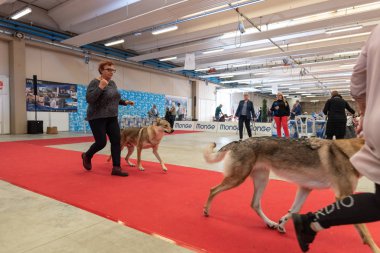 Bergamo, İtalya - 14 Ekim 2018: Chıuduno kasaba safkan köpekler otuz beşinci sergisi gerçekleşti. Sabah oturumunda, yargı Kategoriler yarışın. Brambilla Simone canlı haber fotoğrafçı