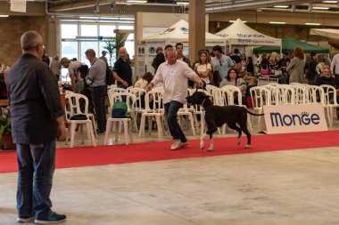 Bergamo, İtalya - 14 Ekim 2018: Chıuduno kasaba safkan köpekler otuz beşinci sergisi gerçekleşti. Sabah oturumunda, yargı Kategoriler yarışın. Brambilla Simone canlı haber fotoğrafçı