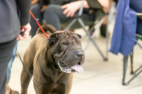 Bergamo, İtalya - 14 Ekim 2018: Chıuduno kasaba safkan köpekler otuz beşinci sergisi gerçekleşti. Sabah oturumunda, bazı konularda hazırlanması. Brambilla Simone canlı haber fotoğrafçı