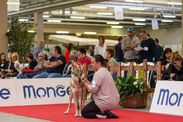 Bergamo, İtalya - 14 Ekim 2018: Chıuduno kasaba safkan köpekler otuz beşinci sergisi gerçekleşti. Sabah oturumunda, yargı Kategoriler yarışın. Brambilla Simone canlı haber fotoğrafçı