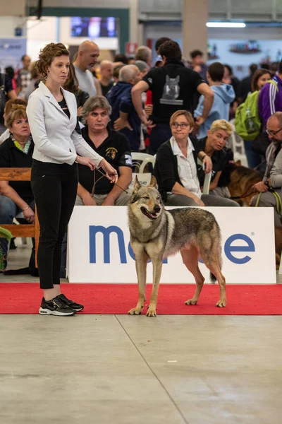 Bergamo, İtalya - 14 Ekim 2018: Chıuduno kasaba safkan köpekler otuz beşinci sergisi gerçekleşti. Sabah oturumunda, yargı Kategoriler yarışın. Brambilla Simone canlı haber fotoğrafçı