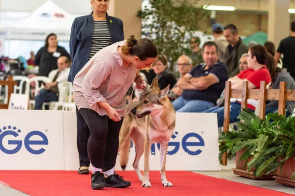 Bergamo, İtalya - 14 Ekim 2018: Chıuduno kasaba safkan köpekler otuz beşinci sergisi gerçekleşti. Sabah oturumunda, yargı Kategoriler yarışın. Brambilla Simone canlı haber fotoğrafçı