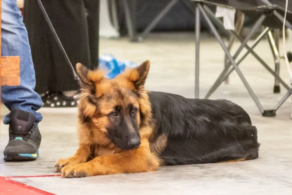 Bergamo, İtalya - 14 Ekim 2018: Chıuduno kasaba safkan köpekler otuz beşinci sergisi gerçekleşti. Sabah oturumunda, yargı Kategoriler yarışın. Brambilla Simone canlı haber fotoğrafçı