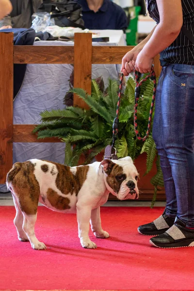 Bergamo, İtalya - 14 Ekim 2018: Chıuduno kasaba safkan köpekler otuz beşinci sergisi gerçekleşti. Sabah oturumunda, yargı Kategoriler yarışın. Brambilla Simone canlı haber fotoğrafçı
