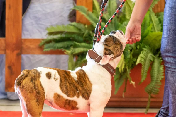 Bergamo, İtalya - 14 Ekim 2018: Chıuduno kasaba safkan köpekler otuz beşinci sergisi gerçekleşti. Sabah oturumunda, yargı Kategoriler yarışın. Brambilla Simone canlı haber fotoğrafçı