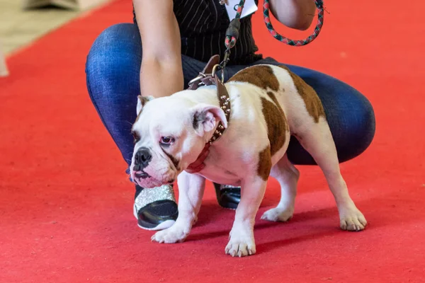 Bergamo, İtalya - 14 Ekim 2018: Chıuduno kasaba safkan köpekler otuz beşinci sergisi gerçekleşti. Sabah oturumunda, yargı Kategoriler yarışın. Brambilla Simone canlı haber fotoğrafçı