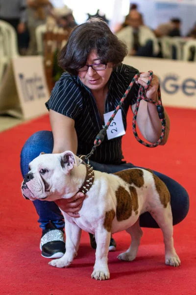 Bergamo, İtalya - 14 Ekim 2018: Chıuduno kasaba safkan köpekler otuz beşinci sergisi gerçekleşti. Sabah oturumunda, yargı Kategoriler yarışın. Brambilla Simone canlı haber fotoğrafçı