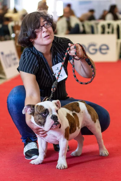Bergamo, İtalya - 14 Ekim 2018: Chıuduno kasaba safkan köpekler otuz beşinci sergisi gerçekleşti. Sabah oturumunda, yargı Kategoriler yarışın. Brambilla Simone canlı haber fotoğrafçı