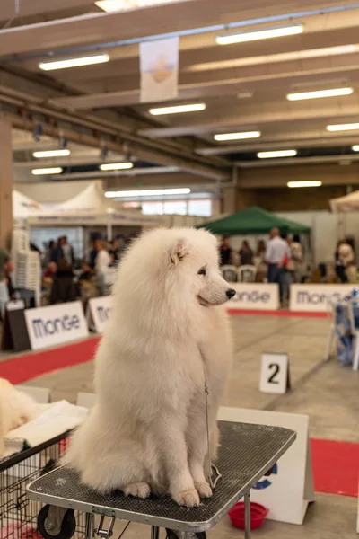 Bergamo Itálie Října 2018 Městě Chiuduno Třicátá Pátá Výstava Čistokrevných — Stock fotografie