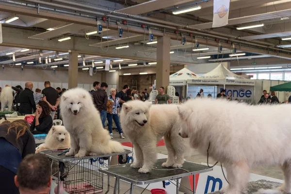 Bergamo, İtalya - 14 Ekim 2018: Chıuduno kasaba safkan köpekler otuz beşinci sergisi gerçekleşti. Sabah oturumunda, yargı Kategoriler yarışın. Brambilla Simone canlı haber fotoğrafçı