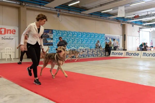 Bergamo, İtalya - 14 Ekim 2018: Chıuduno kasaba safkan köpekler otuz beşinci sergisi gerçekleşti. Sabah oturumunda, yargı Kategoriler yarışın. Brambilla Simone canlı haber fotoğrafçı