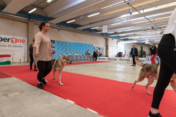 Bergamo, İtalya - 14 Ekim 2018: Chıuduno kasaba safkan köpekler otuz beşinci sergisi gerçekleşti. Sabah oturumunda, yargı Kategoriler yarışın. Brambilla Simone canlı haber fotoğrafçı