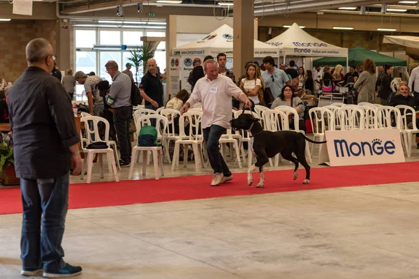 Bergamo, İtalya - 14 Ekim 2018: Chıuduno kasaba safkan köpekler otuz beşinci sergisi gerçekleşti. Sabah oturumunda, yargı Kategoriler yarışın. Brambilla Simone canlı haber fotoğrafçı