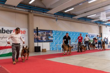 Bergamo, İtalya - 14 Ekim 2018: Chıuduno kasaba safkan köpekler otuz beşinci sergisi gerçekleşti. Sabah oturumunda, yargı Kategoriler yarışın. Brambilla Simone canlı haber fotoğrafçı